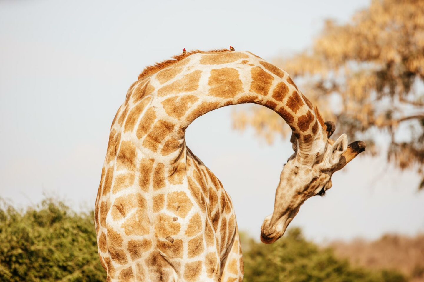 voir girafe afrique safari voyage de noces